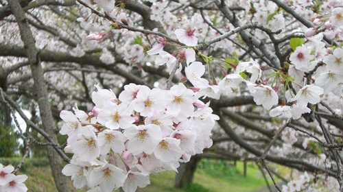 桜2009.JPG