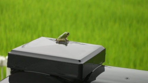 7月のカエル.jpg