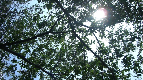 頂2009.jpg