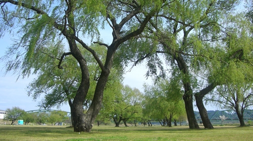 河川敷.jpg